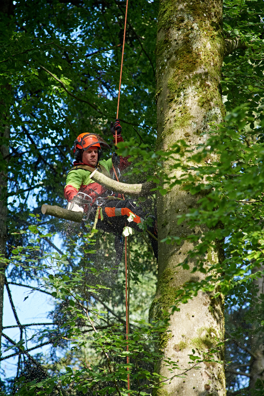 Tage des Schweizer Holzes