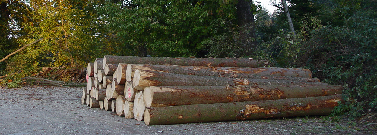 Holzpolter, Stapel Holz, Rundholz Beer Holzbau